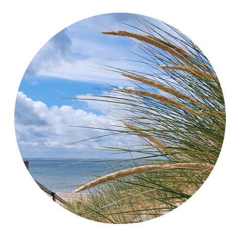 Zoutelande Dünengras